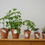 Top Tips for Success in Sustainability: Create Long-Term Impact for a Greener Future
