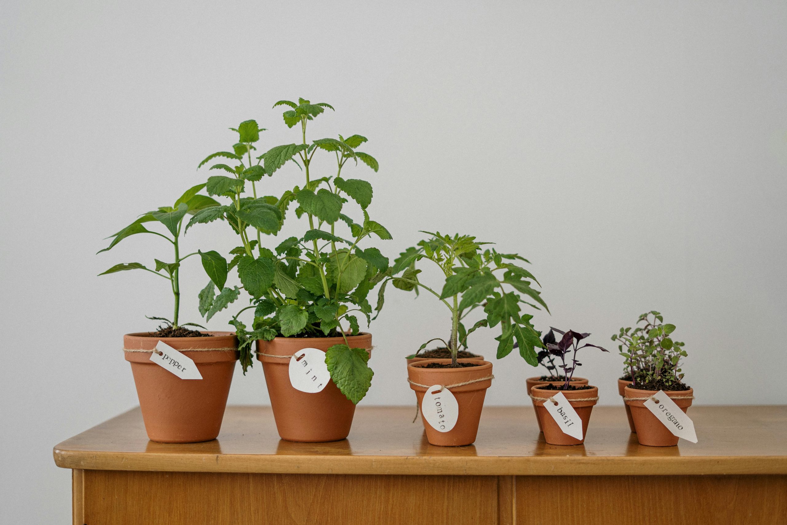Top Tips for Success in Sustainability: Create Long-Term Impact for a Greener Future